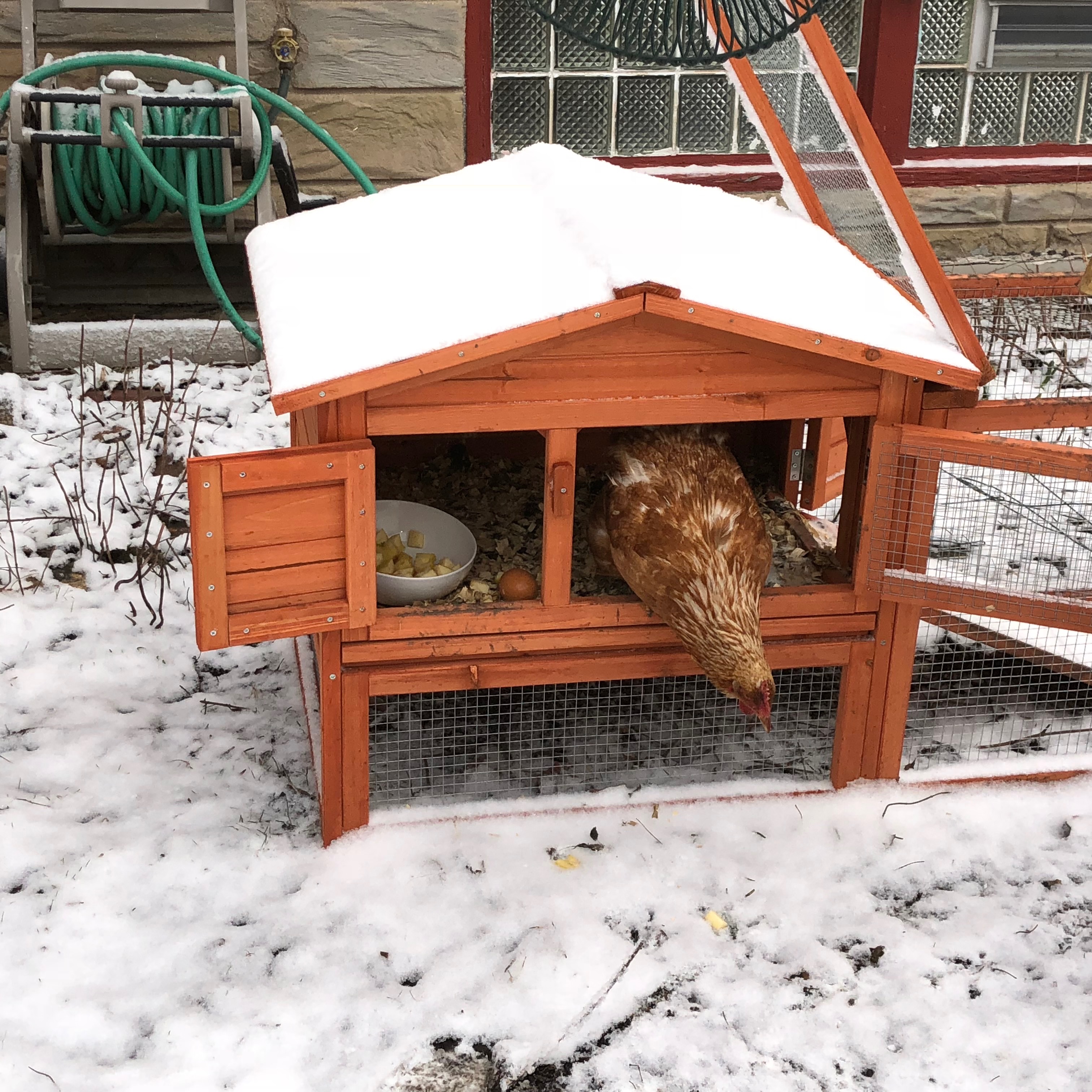 Spring Chickens – Accidental Chicken